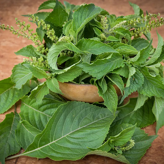 Baker Creek African Nunum Basil