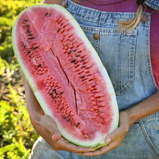 Baker Creek Charleston Gray Watermelon